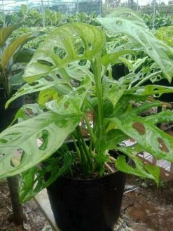 Cây Trầu Bà Lỗ