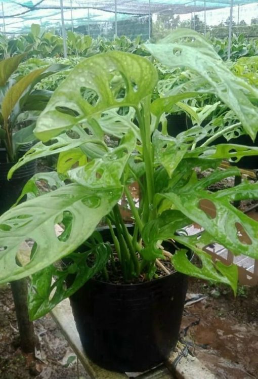 Cây Trầu Bà Lỗ