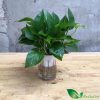 Trầu Bà Thái Thủy Sinh