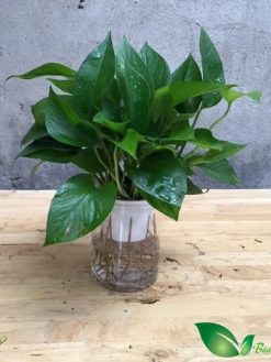 Trầu Bà Thái Thủy Sinh