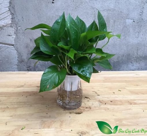 Trầu Bà Thái Thủy Sinh