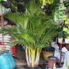 cây cau vàng đài loan