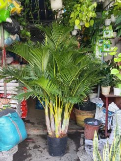 cây cau vàng đài loan