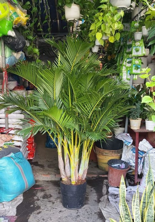 cây cau vàng đài loan