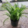 cây dương xỉ lá me