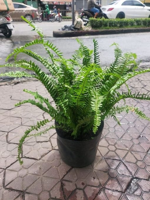cây dương xỉ lá me
