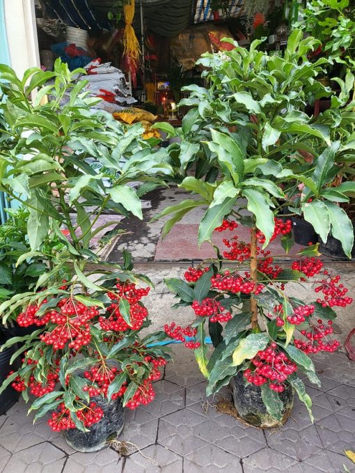 cây kim ngân lượng