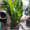 Cây Kim Tiền Chậu C11A