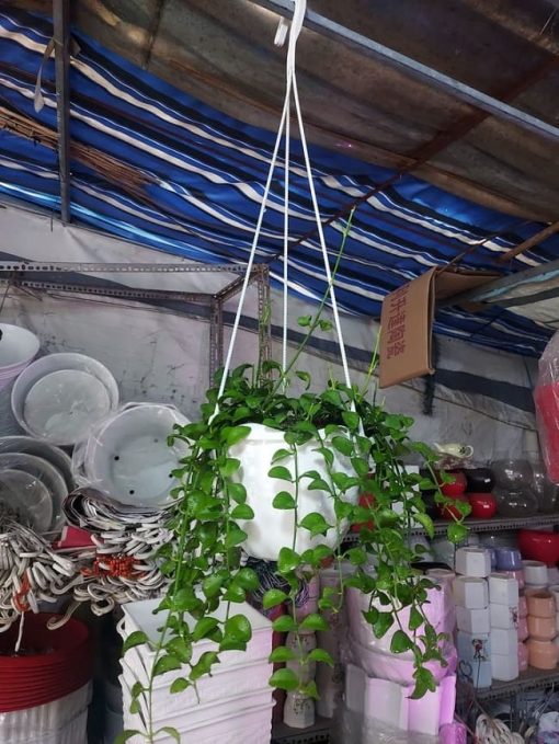 cây lan đô la