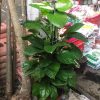 cây trầu bà leo cột