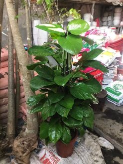 cây trầu bà leo cột