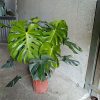 cây trầu bà nam mỹ