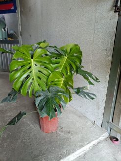 cây trầu bà nam mỹ
