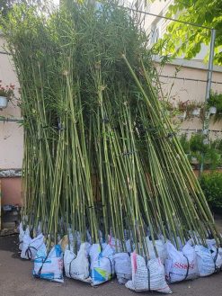 cây trúc cần câu