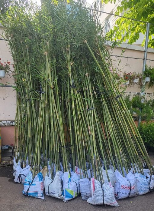 cây trúc cần câu