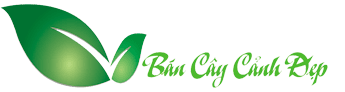 Bán Sỉ cây cảnh Tại Thành Phố Hồ Chí Minh